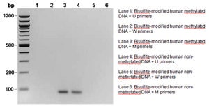 Cpgenome human non-methylated dna standa 5 µg