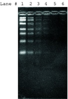 Sybr green ii 0.5ml 0,5 ml