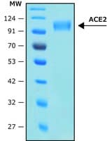 Angiotensin converting enzyme-2 ace2 50 µg