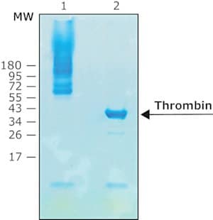 Thrombin protease biotin-tagged 5 KU