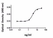 Recombinant Human SCF (carrier-free) 25 µg