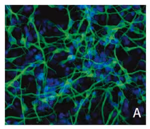 Rencell neuralstemcell maintenancemedium 500 ml