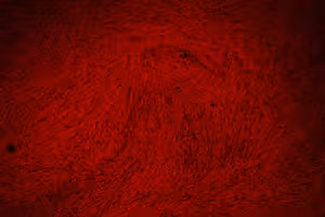 Osteomax-xf differentiation medium 1 kit