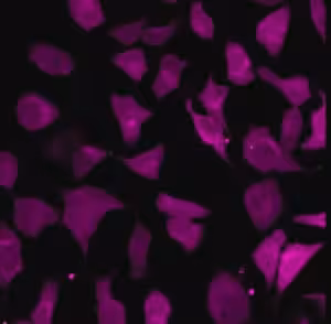 Biotrack 609 red ca2+ am (1ea= 5x40nmol) 1 EA