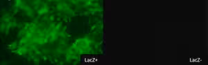 Biotrack 519 green -gal (1ea=5x30nmol) 1 EA