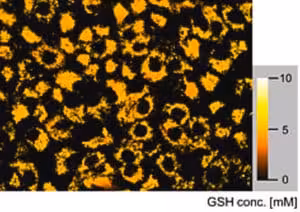 Biotrack 625 red gsh (1ea=2x25nmol) 1 EA