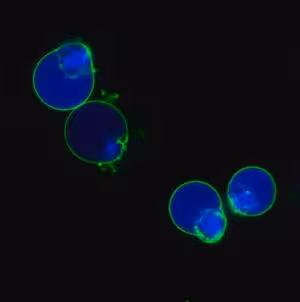 Biotracke 405 blue caspase-3 dye (pbs) 100 µl