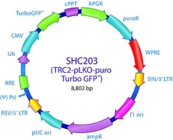 Trc2 transduction control dna plko-pur 1 EA