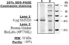 Smyd3 (full length) active human 20 µg