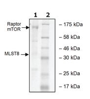 Mtor/raptor/mlst8 human 10 µg