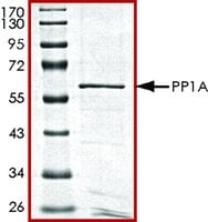 Pp1a active gst tagged human 10 µg