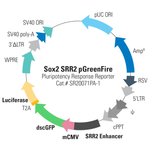 Sox2 srr2-pgreenfire response reporter10 µg 10 µg