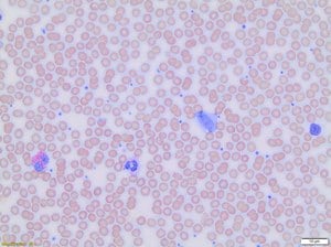 Wright stain modified (manual) 500 ml