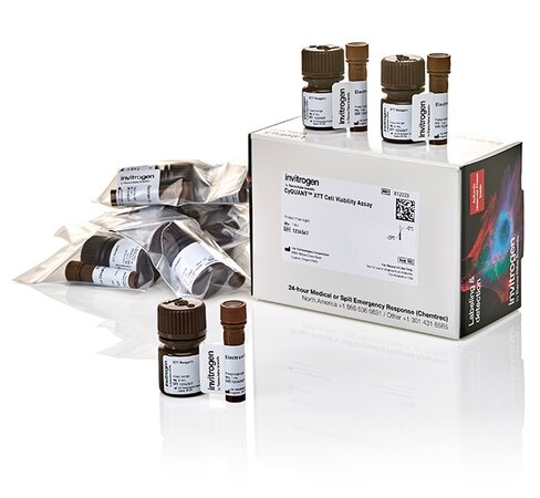 Cyquant xtt cell viability assay-1 kit