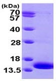 Kit ELISA Humain IL-13 96 Tests