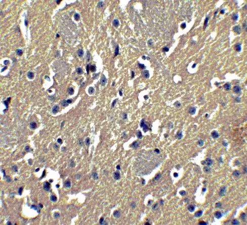 Milieu de montage Anti-Fade Fluorescence - Aqueux, Fluoroshield 100 ml