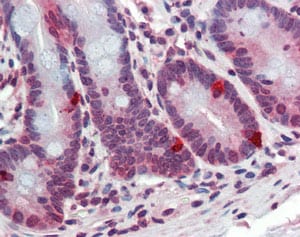 Kit ELISA Souris Albumine 96 Tests