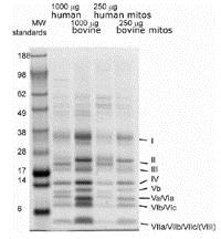 Kit ELISA Corticostérone 96 Tests