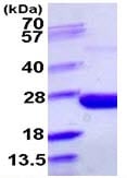 Kit ELISA Humain TGF beta 1 96 Tests