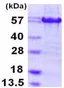 Kit ELISA Humain Von Willebrand Facteur (VWF) 96 Tests