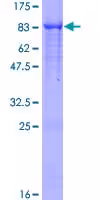 Kit de Dosage Activité Protease 100 Tests
