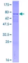 Kit de Dosage du Calcium (Fluorométrique) 200 Tests