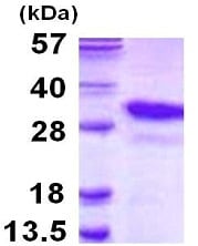 Kit de Dosage du Potentiel Membranaire Mitochondrial - JC-1 100 Tests