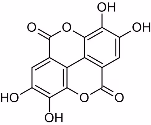 Inhibiteur PP2B, Cyclosporine A 100 mg