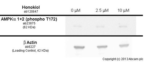 Antagoniste Recepteur Estrogène ICI 182,780 10 mg