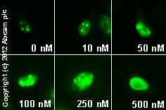 Antagoniste Kainate/ AMPA, sel disodique DNQX 50 mg