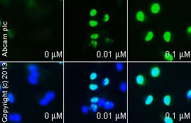 Activateur de protéine kinase activée par l'AMP, A 769662 10 mg