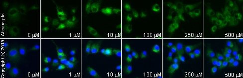 Composé de glutamate ''cagé'', RuBi-Glutamate 10 mg