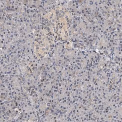 Nouvel inhibiteur de clathrine perméable aux cellules, Pitstop reg 2 5 mg