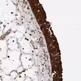 Nouvel inhibiteur de la dynamine très puissant, Dyngo reg 4a 5 mg