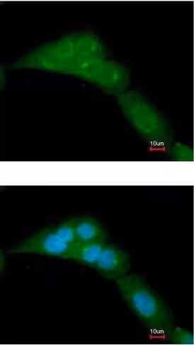Kit ELISA Ras GTPase (Chemiluminescent) 96 Tests