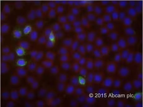 Kit de détection / Coloration Annexin V-FITC Apoptose 100 Tests