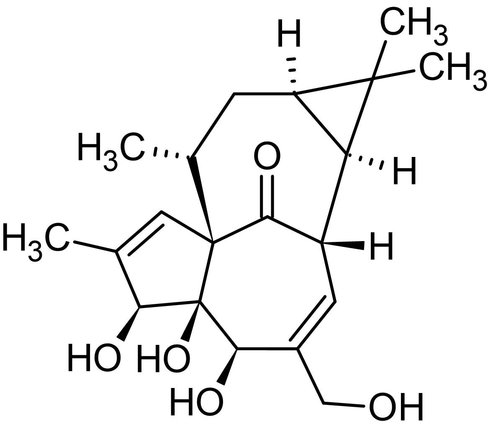 N-acétylglucosamine kinase, N-acétyl-3-O-méthyl-D-glucosamine