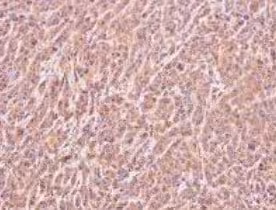 Substrat chromogénique de la bêta-galactosidase, Bluo-Gal 250 mg