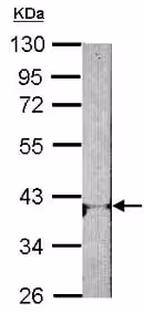 Régulateur de croissance des plantes, Sel de sodium de l'acide 3-indole-acétique 25 g