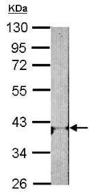 Régulateur de croissance des plantes, Sel de sodium de l'acide 3-indole-acétique 25 g