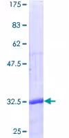 Kit ELISA Humain GDF-15 96 Tests