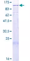 Kit pour concentrer l'ADN 50 Tests