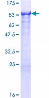 Kit ELISA Souris Hémoglobine 96 Tests