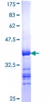 Kit ELISA Rat Hemopexine (HPX) 96 Tests