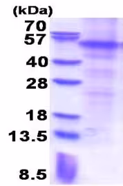 Kit ELISA Humain GM-CSF (CSF2) 96 Tests