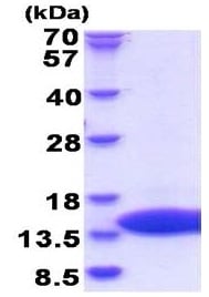 Kit de dosage du NAD/NADH (Fluorométrique) 250 Tests