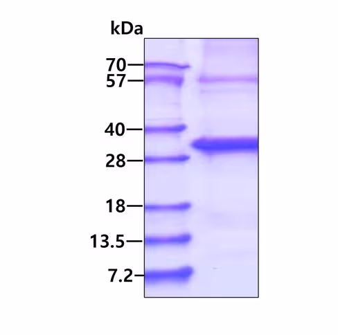 Kit ELISA Humain Leptine 96 Tests