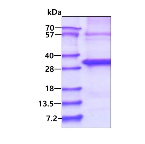 Kit ELISA Humain Leptine 96 Tests