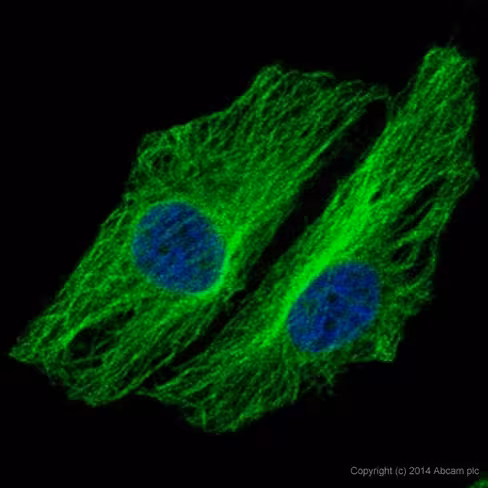 Protéine recombinante humain Junctional Adhesion Molecule 2/JAM-B 10 µg