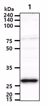 Kit de Dosage Succinate (Colorimétrique) 100 Tests